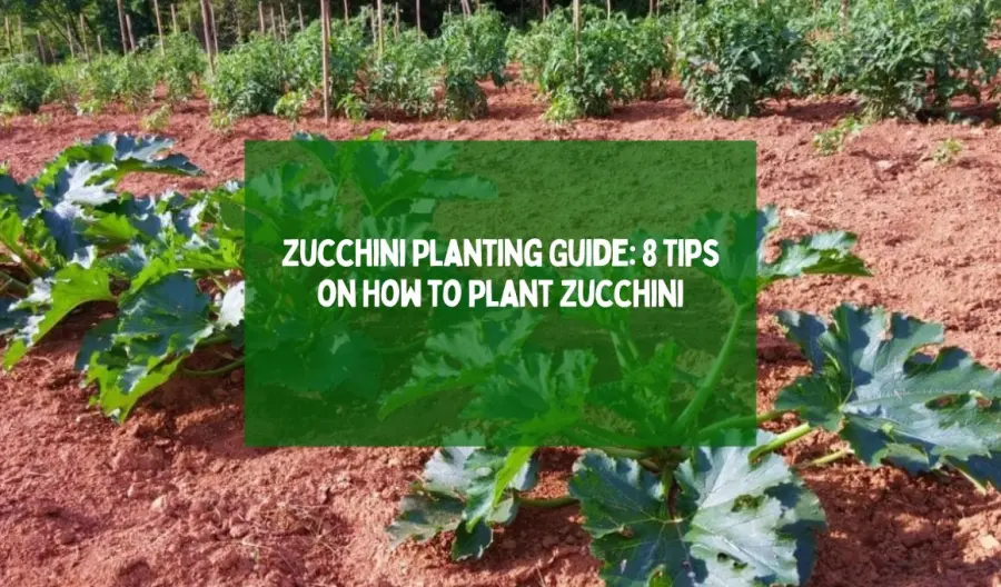 8 Zucchini Planting Tips For Best Harvest