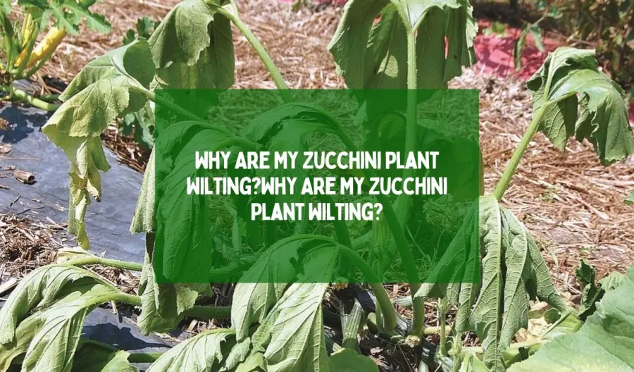 Why Are My Zucchini Plant Wilting?