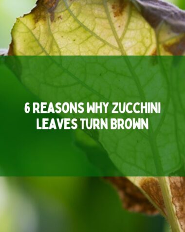 Why Zucchini Leaves Turn Brown