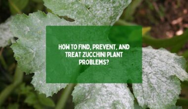 Zucchini Plant Problems