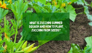 What is Zucchini Summer Squash and How to Plant Zucchini from Seeds