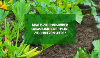 What is Zucchini Summer Squash and How to Plant Zucchini from Seeds