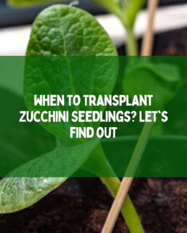 When to Transplant Zucchini Seedlings Let's find out