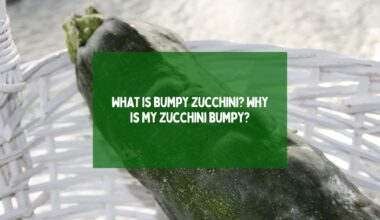 bumpy zucchini