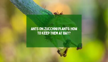 Ants on Zucchini Plants How to Keep Them at Bay