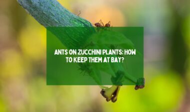 Ants on Zucchini Plants How to Keep Them at Bay