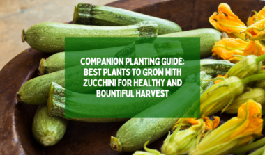 Best Plants to Grow with Zucchini