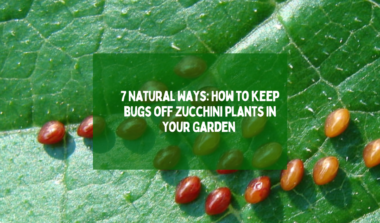 bugs off zucchini plants