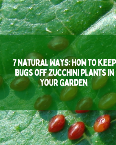 bugs off zucchini plants