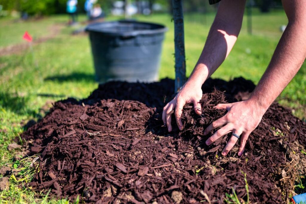 Mulch the Soil for planting zucchini