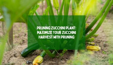 Pruning Zucchini Plant