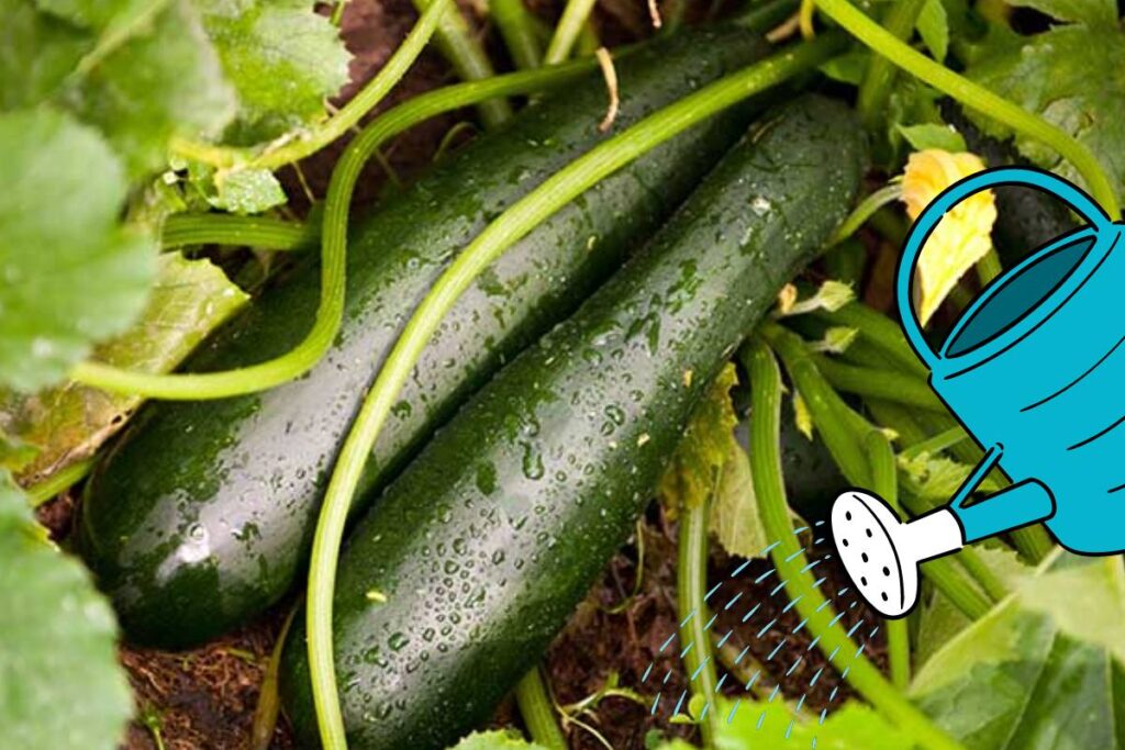 Water Regularly to zucchini plants