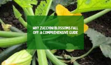 zucchini blossom fall off