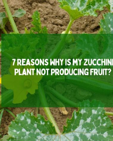 Zucchini plant with no fruits