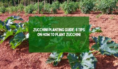 planting zucchini in backyard