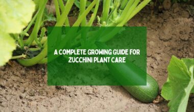 A Complete Growing Guide for Zucchini Plant Care