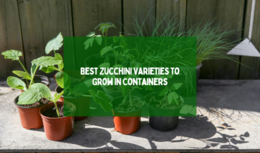 Best Zucchini Varieties To Grow In Containers