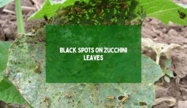 Black Spots On Zucchini Leaves