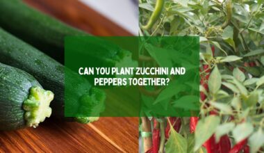 Can You Plant Zucchini and Peppers Together