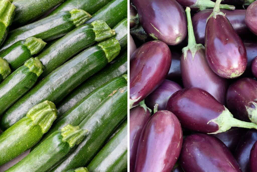 Can Zucchini And Eggplant Grow Together