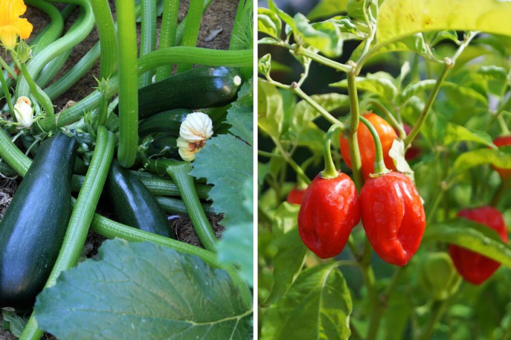 Compatibility of Zucchini and Peppers
