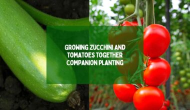Growing Zucchini And Tomatoes Together Companion Planting