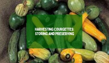 Harvesting Courgettes Storing And Preserving