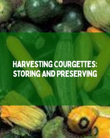Harvesting Courgettes Storing And Preserving