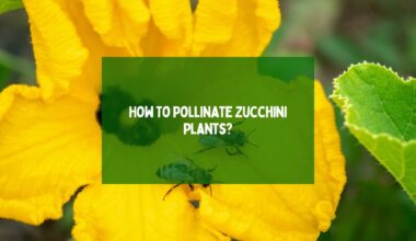 How To Pollinate Zucchini Plants