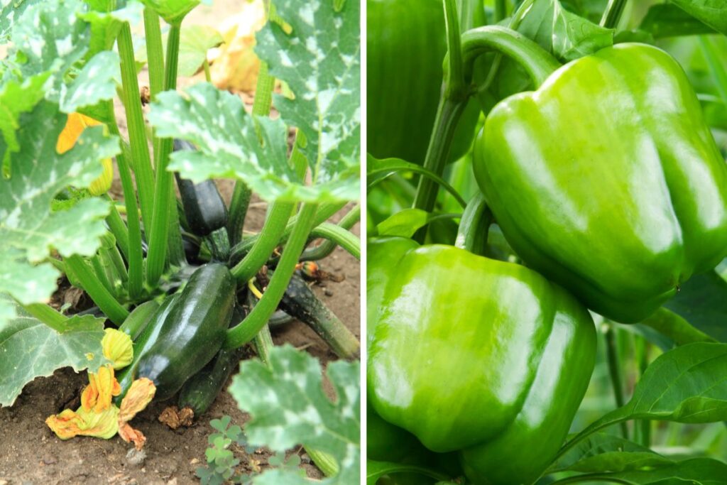 Tips for Successful Zucchini and Peppers Companion Planting