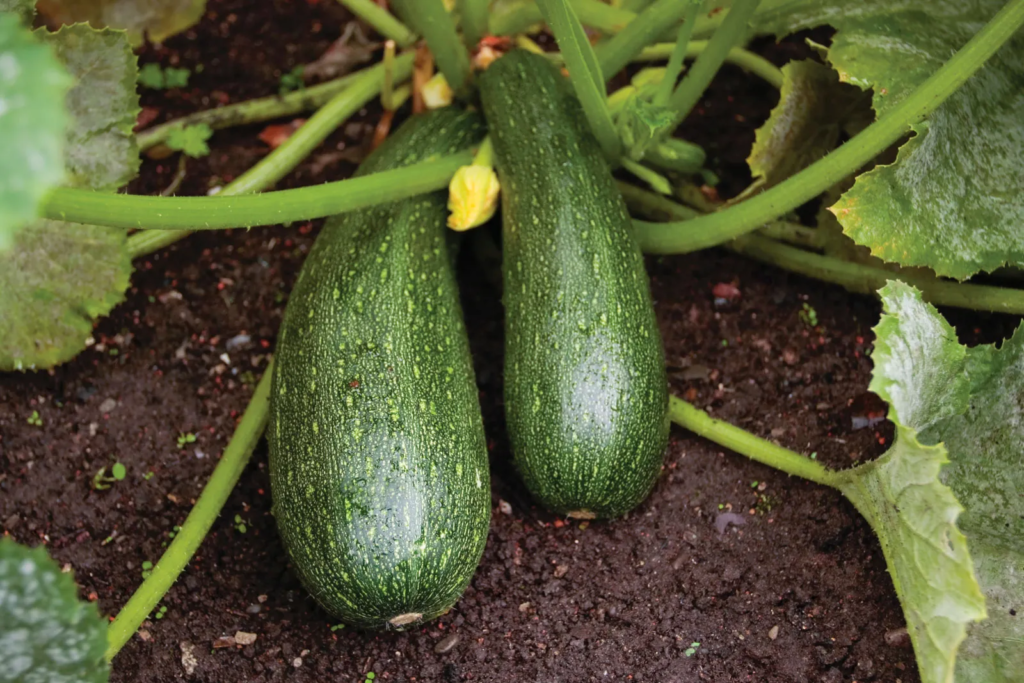Nutrient Deficiencies on zucchini leaves