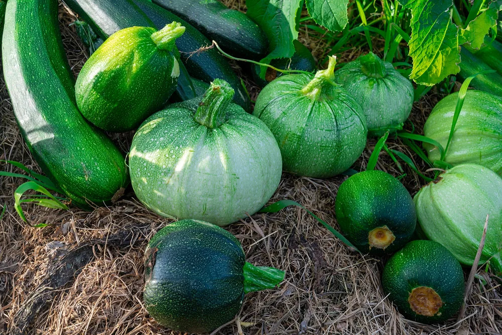 best Zucchini Varieties To Grow In Containers