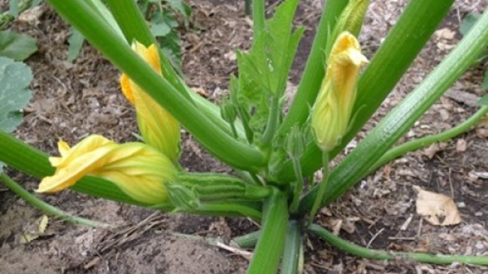 tips on How to Pollinate Zucchini Plants