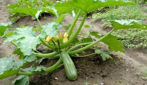 Zucchini Plant Care