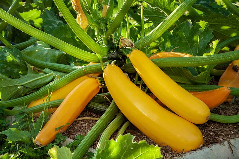 Choose Best Variety for zucchini plant