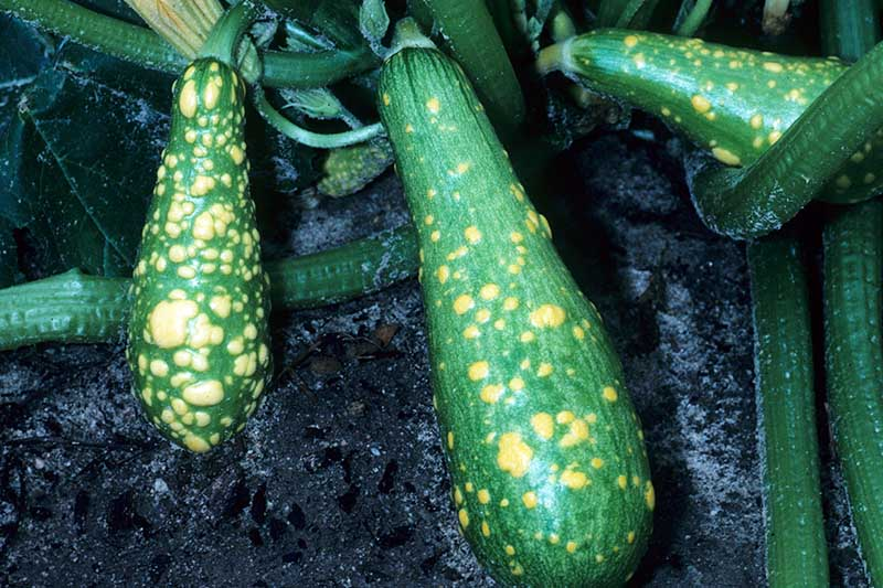 Causes Of Zucchinis To Become Deformed