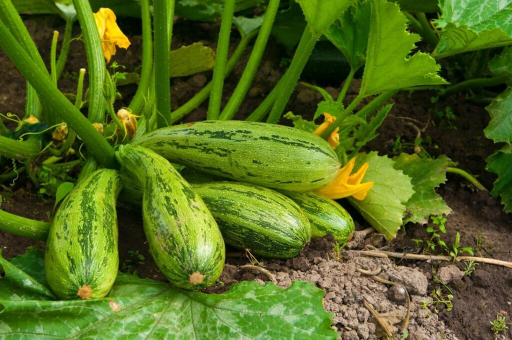 Harvesting Courgettes