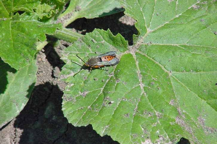 Common Pests For Zucchini And Tomato Plants