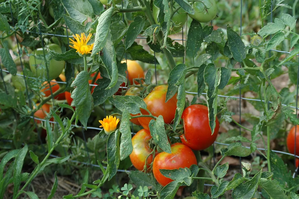 Tips For Zucchini And Tomatoes Successful Harvest