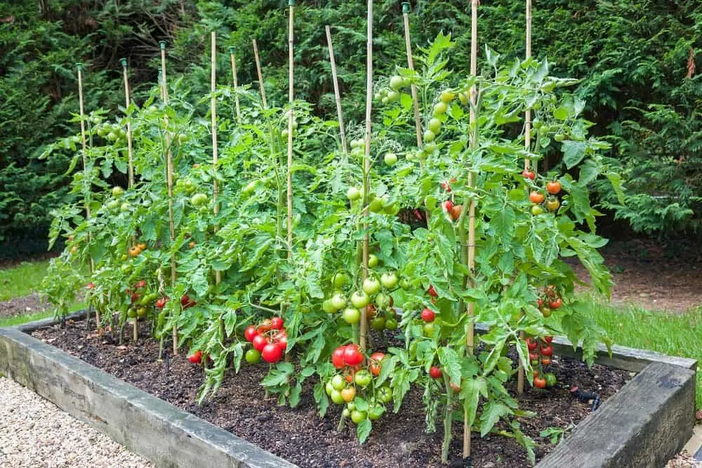 Benefits Of Zucchini And Tomatoes 
 Companion Gardening