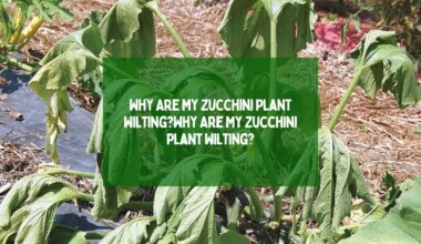 zucchini leaves wiliting