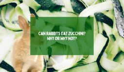 Can Rabbits Eat Zucchini Why Or Why Not