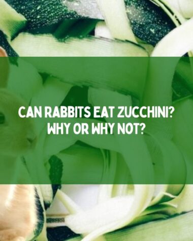 Can Rabbits Eat Zucchini Why Or Why Not