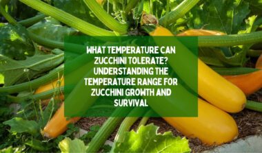 What Temperature Can Zucchini Tolerate Understanding the Temperature Range for Zucchini Growth and Survival