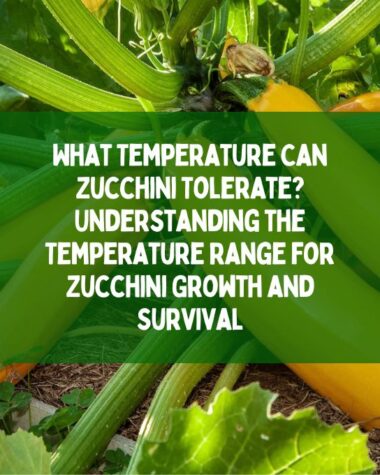 What Temperature Can Zucchini Tolerate Understanding the Temperature Range for Zucchini Growth and Survival